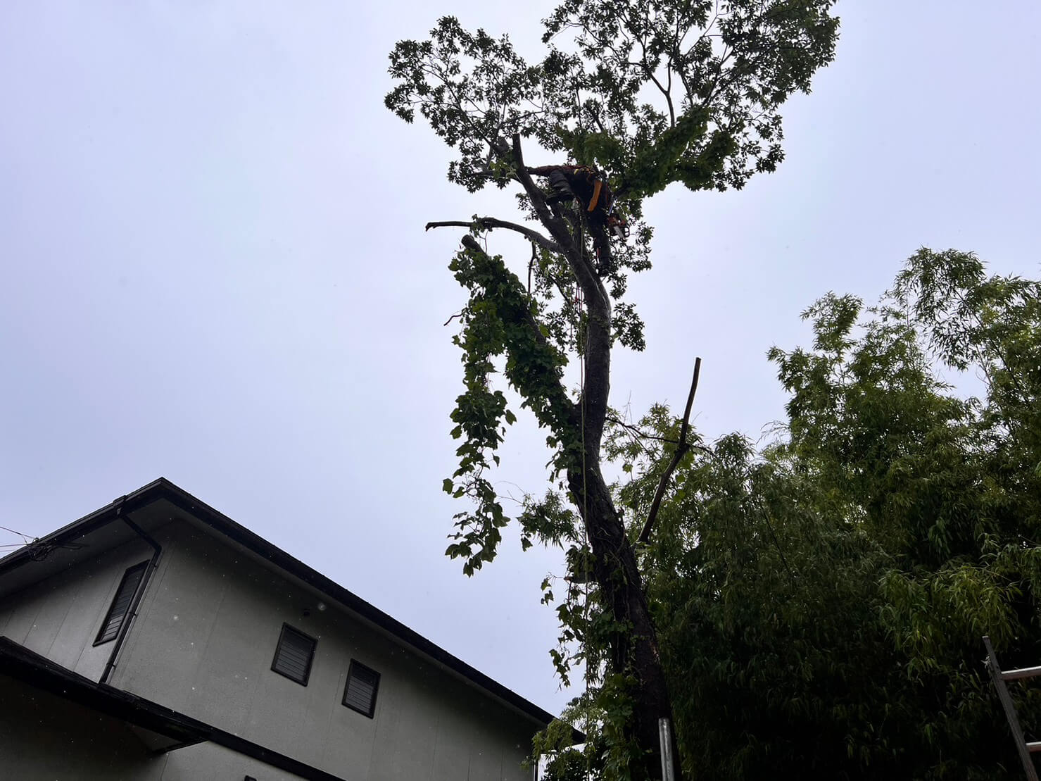 お隣に越境している大きな枝も構造物に当たる事なく切り落としていきます